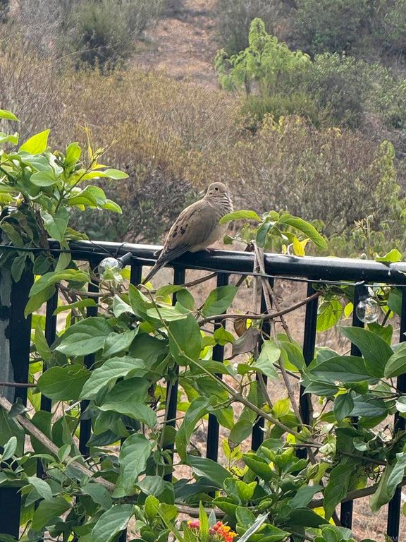 Image 70 of property listing at 2800 Dove Tail Drive, San Marcos, CA 92078