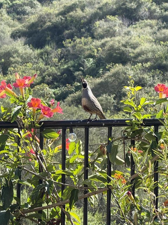 Image 72 of property listing at 2800 Dove Tail Drive, San Marcos, CA 92078