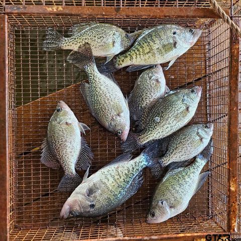 21893 BOLES ROAD, Frankston, TX 75763