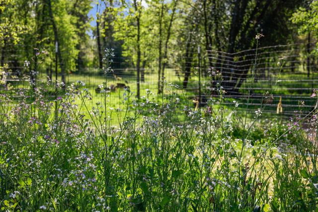 18080 Brincat Manor Road, Cottonwood, CA 96022