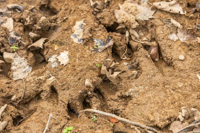 12 Sturgeon Creek Road, Cedar Hill, TN 37032