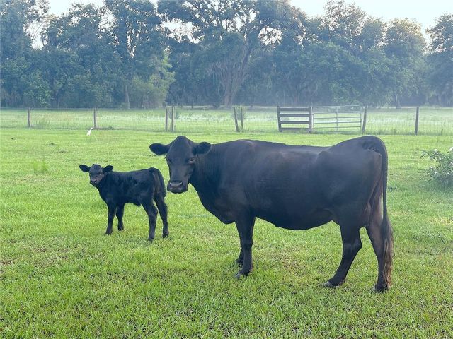 10710 MCINTOSH ROAD, Thonotosassa, FL 33592