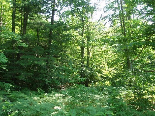 Wildwood Trail, Manistee, MI 49660