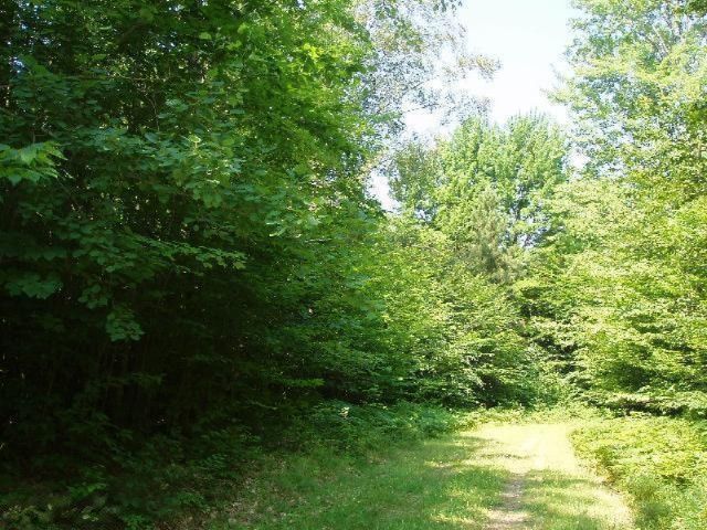 Wildwood Trail, Manistee, MI 49660