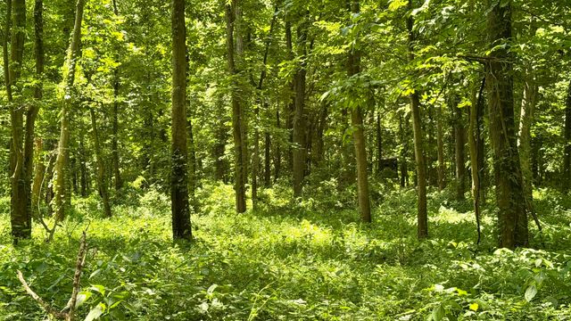 Off State Road 66, Newburgh, IN 47630