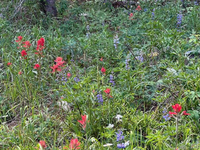 10000 Forest Rd 169, Red Feather Lakes, CO 80545