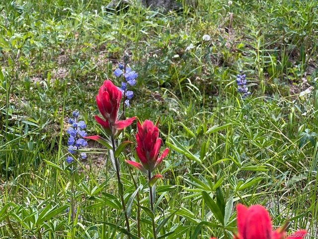 10000 Forest Rd 169, Red Feather Lakes, CO 80545