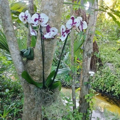 38 WILLOW CREEK COURT 5, Safety Harbor, FL 34695