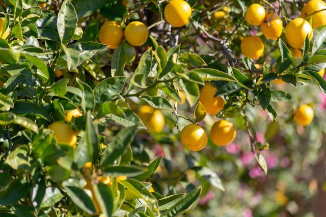 2009 Coalinga Ave, Richmond, CA 94801