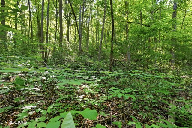 3233 Stevia Way, Cosby, TN 37722