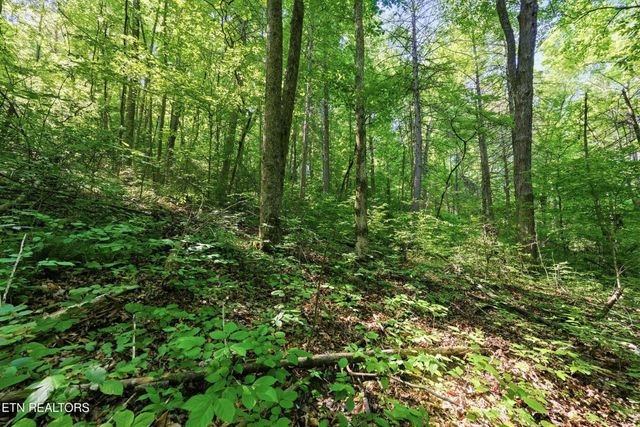 3233 Stevia Way, Cosby, TN 37722