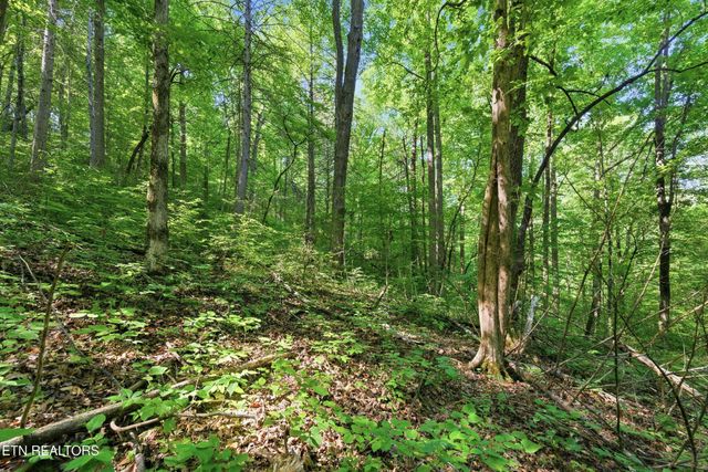 3233 Stevia Way, Cosby, TN 37722