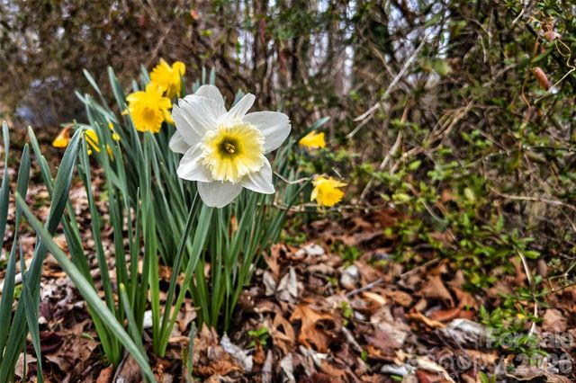 254 Wildwood Terrace, Marion, NC 28752