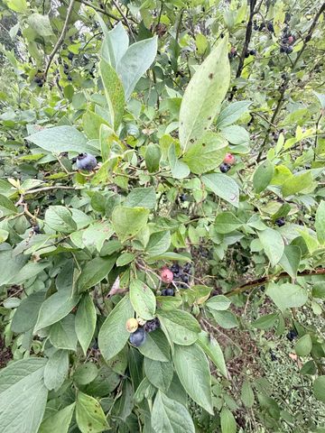 48885 Alabama Highway 277, Bridgeport, AL 35740