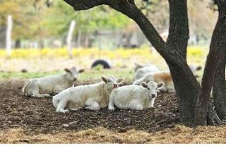 387 Black Watch LN, Lockhart, TX 78644