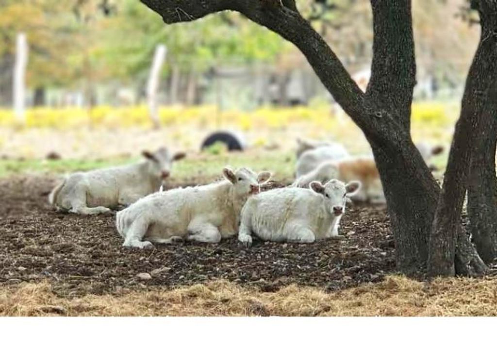 387 Black Watch LN, Lockhart, TX 78644