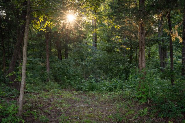 3393 Slayden Marion Rd, Cumberland Furnace, TN 37051