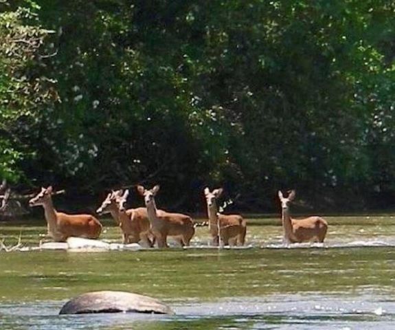 82 Monitor Drive, Ellijay, GA 30540