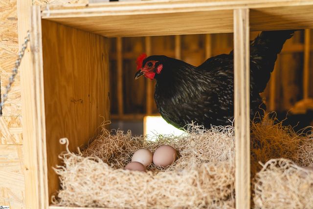 403 Mountain Top Trail, Easley, SC 29640