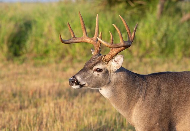 0 County Road 19, Hallettsville, TX 77964