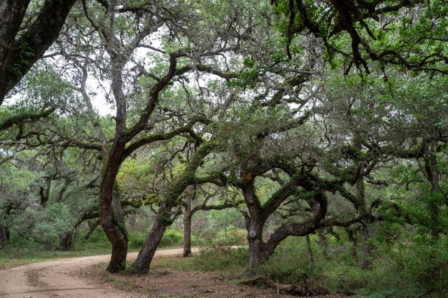 0 County Road 19, Hallettsville, TX 77964