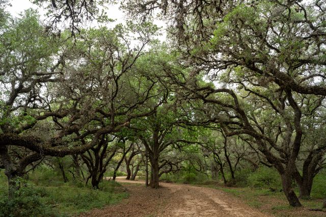 0 County Road 19, Hallettsville, TX 77964
