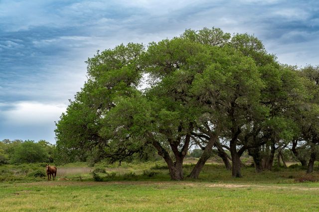 0 County Road 19, Hallettsville, TX 77964