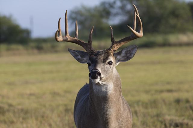 0 County Road 19, Hallettsville, TX 77964