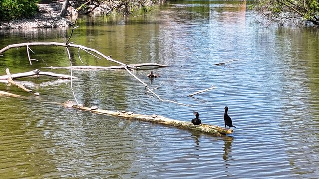 6008 LAKE Drive E 1A, Lisle, IL 60532