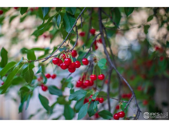 2447 20th St, Boulder, CO 80304