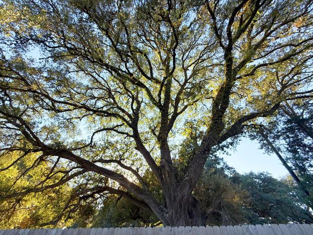 22231 Hawberry Blossom Lane, Tomball, TX 77377