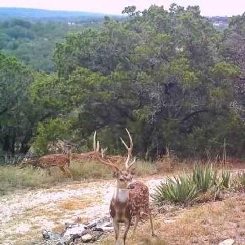 134 White Pearl Rd, Hunt, TX 78024