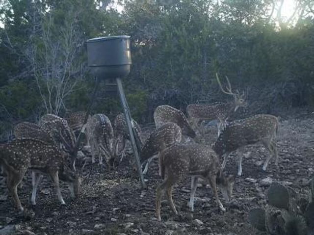 134 White Pearl Rd, Hunt, TX 78024