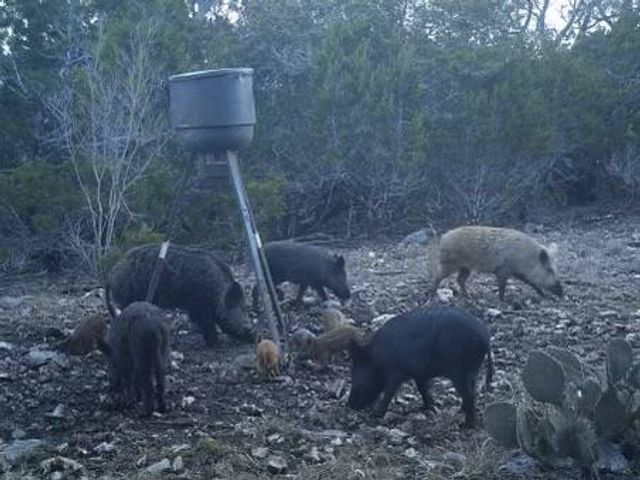 134 White Pearl Rd, Hunt, TX 78024