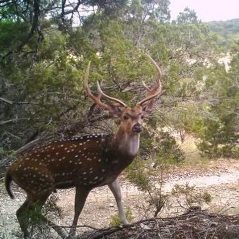 134 White Pearl Rd, Hunt, TX 78024