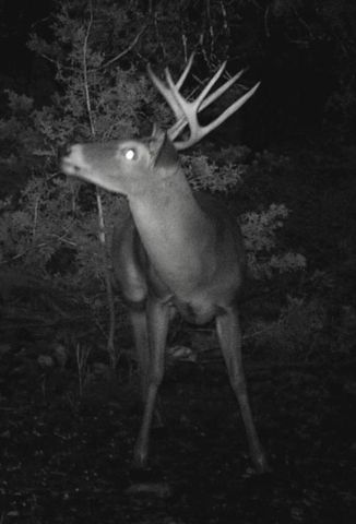 134 White Pearl Rd, Hunt, TX 78024