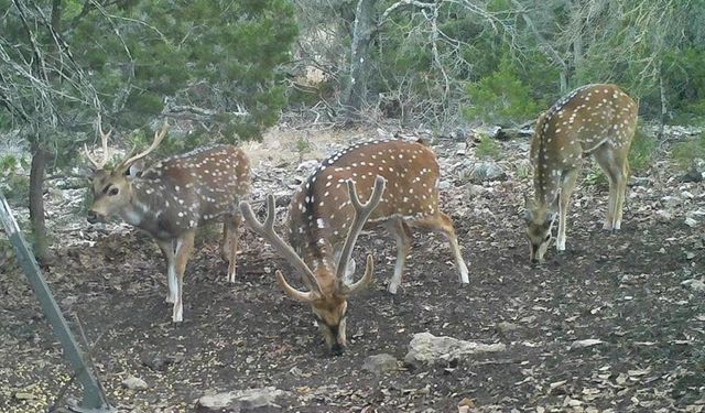 134 White Pearl Rd, Hunt, TX 78024