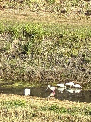 213 VENICE PALMS BOULEVARD, Venice, FL 34292