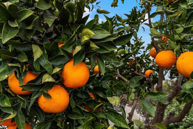 2720 Maple Grove Ave, Manteca, CA 95336