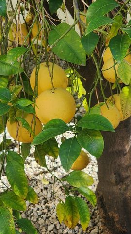 26573 Braddock Road, Menifee, CA 92586