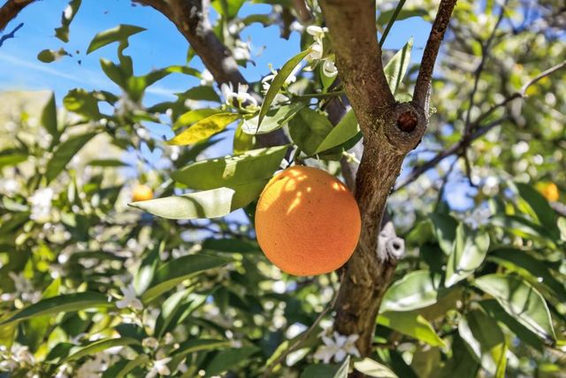 4586 Wawona Cir, Fair Oaks, CA 95628