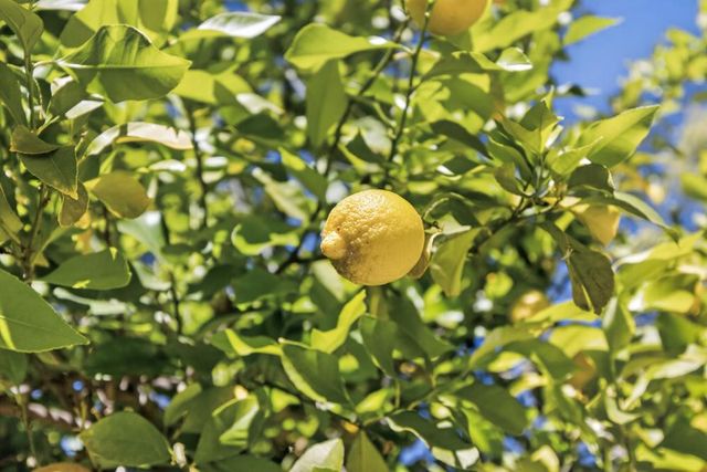 4586 Wawona Cir, Fair Oaks, CA 95628