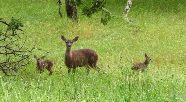 14 Oak Grove Way, Napa, CA 94559