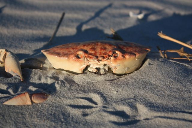 566 Yucca Ave., Garden City Beach, SC 29576