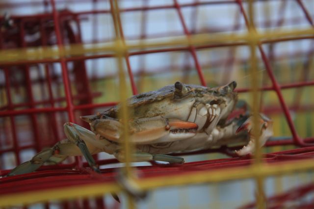 566 Yucca Ave., Garden City Beach, SC 29576