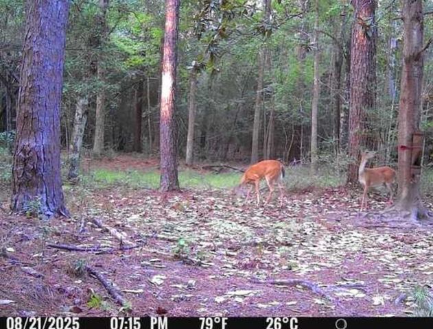 516 County Road 4800, Warren, TX 77664