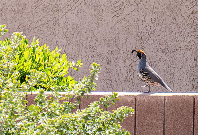 15931 W AUTUMN Circle, Surprise, AZ 85374