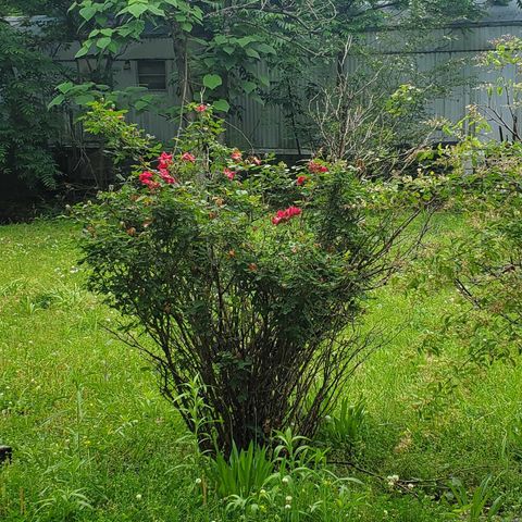 605A Alamo Drive, Mountain View, AR 72560