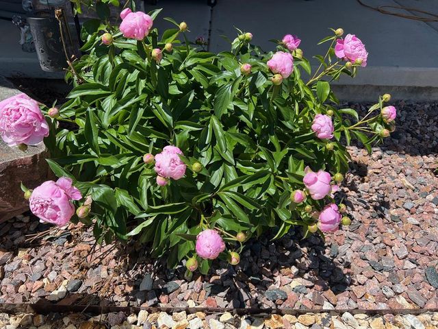 1507 N Gentry Lane, Pueblo West, CO 81007