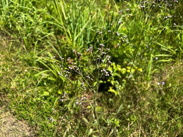 11 Carters Ferry Road, Milam, TX 75959